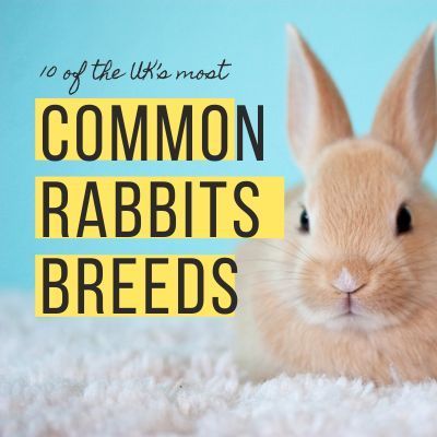 Common Breeds Of Rabbits